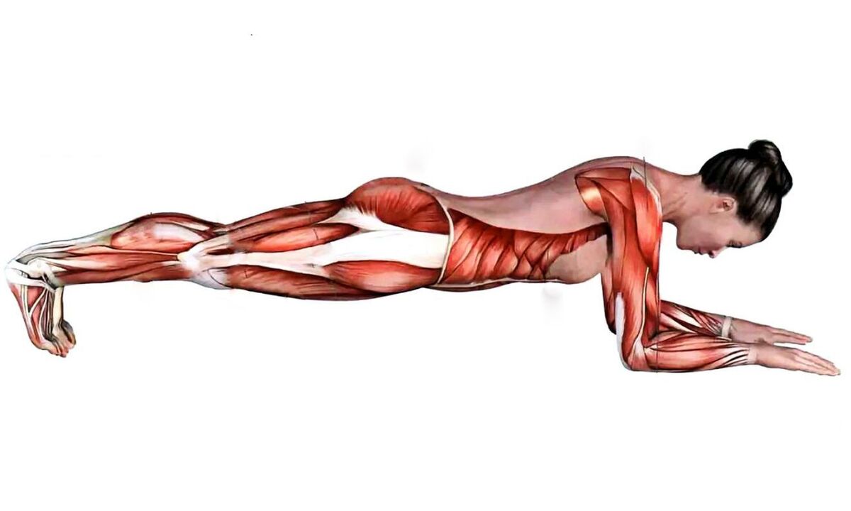 אילו שרירים עובדים כאשר קרש